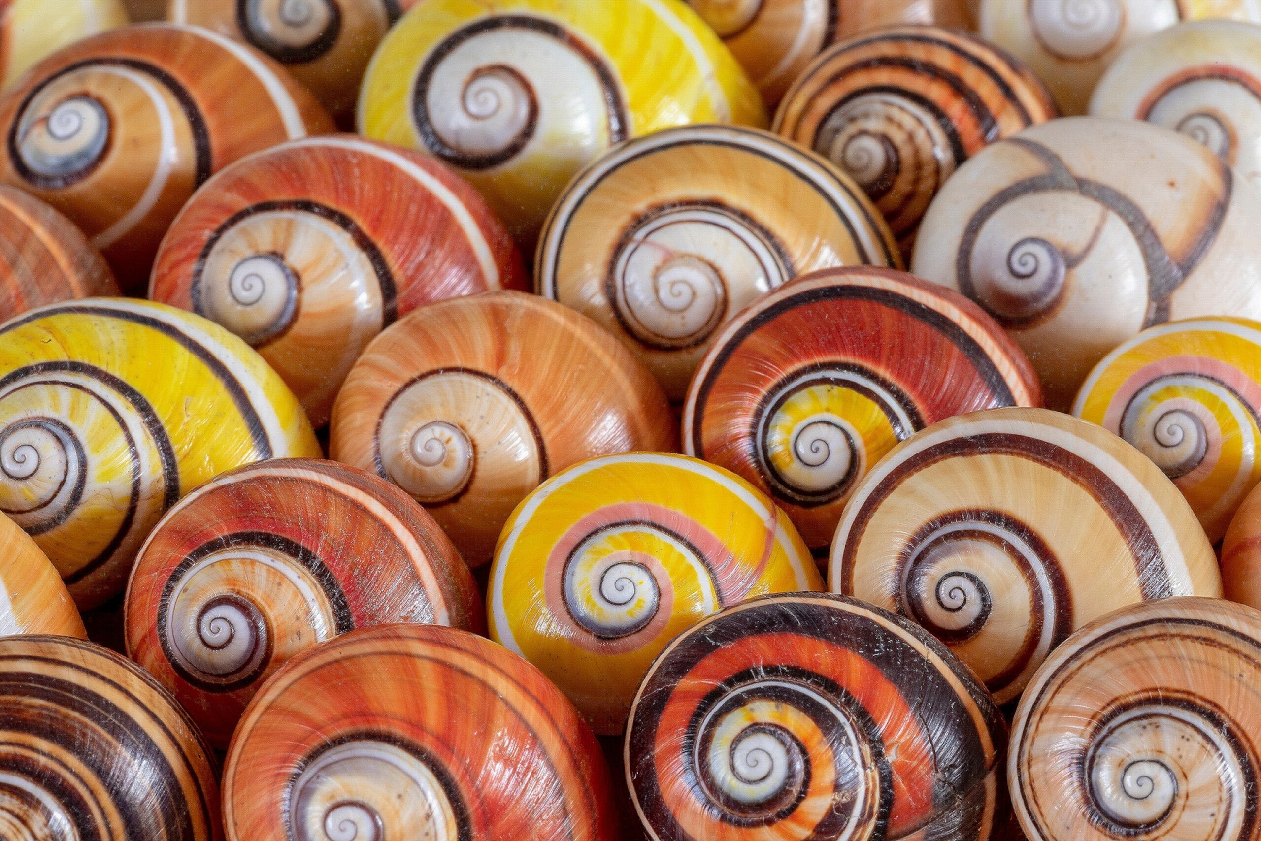 https://i.natgeofe.com/n/c7dae6ca-62d4-4e0c-9cb7-ed99e799ba08/01-cubas-polymitas-snails-lined-up.jpg