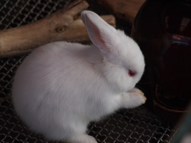 https://upload.wikimedia.org/wikipedia/commons/a/a7/Rabbit_-_Polish_breed_-_White_with_Red_Eyes_-_from_Japan.jpg