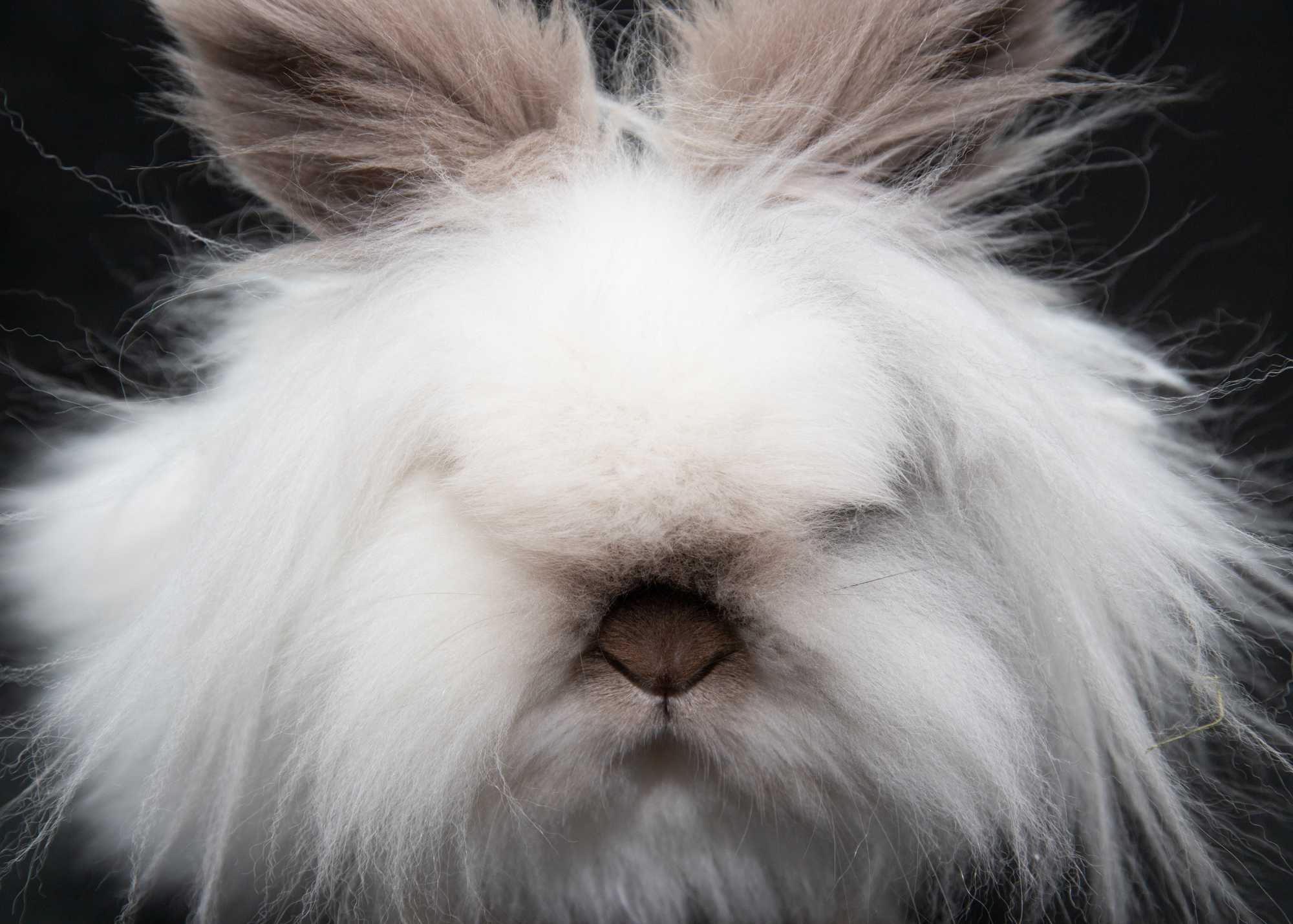https://smallpetselect.com/wp-content/uploads/2024/04/Untitled-design-8.png