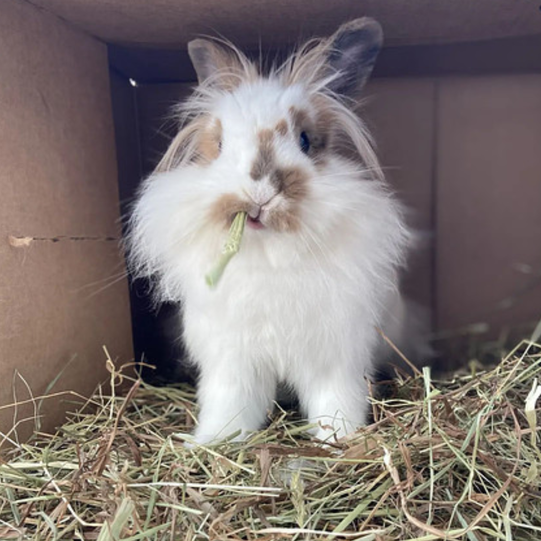 https://smallpetselect.com/wp-content/uploads/2024/04/Youve-been-warned%E2%80%94Im-not-only-cute-4.png